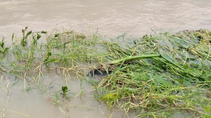 洪水浸野草暴雨后洪水淹没河水暴涨水患