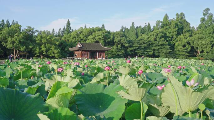 曲院风荷荷花 西湖荷花