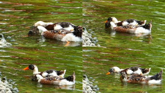 水中戏水的一对鸭子