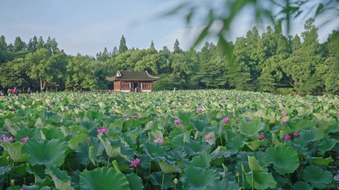 曲院风荷荷花 西湖荷花