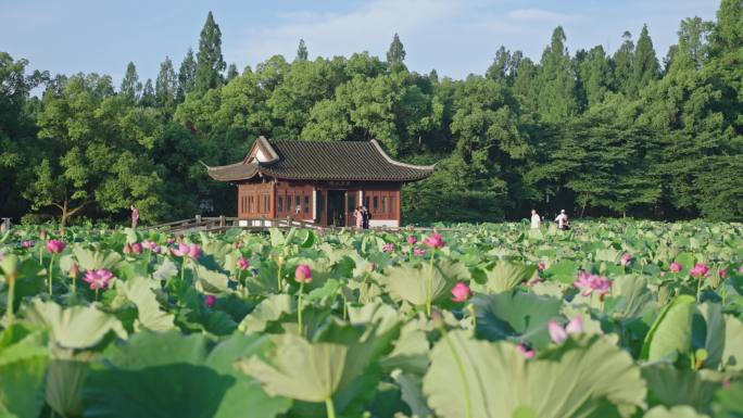 曲院风荷荷花 西湖荷花