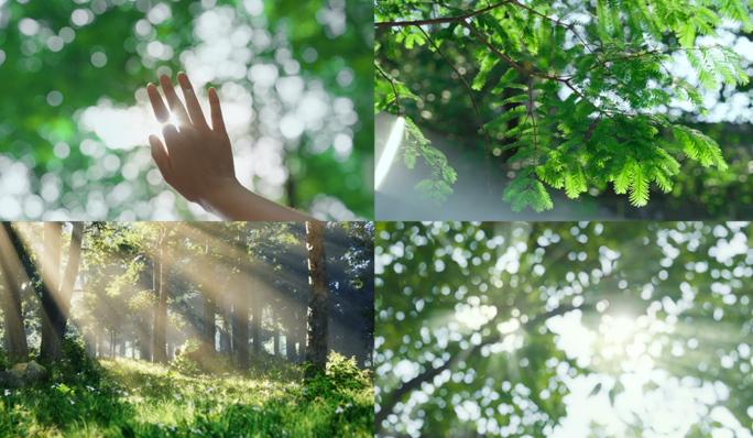 阳光森林树叶夏日自然大自然树林夏天夏季夏