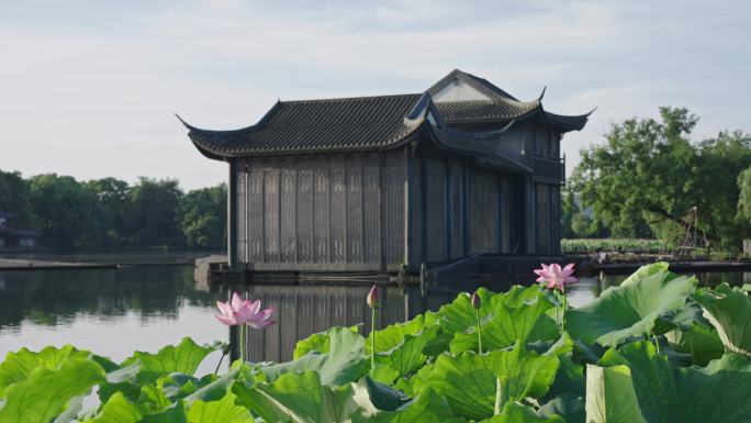 曲院风荷荷花 西湖荷花