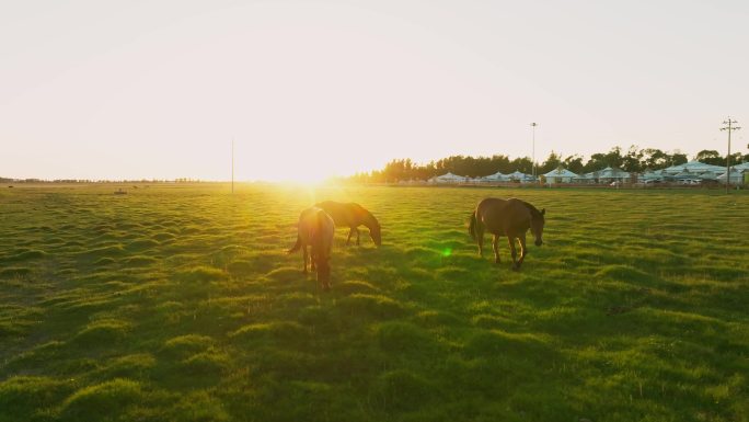 草原和马