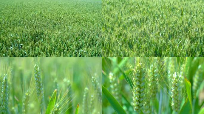 麦穗 小麦 麦田 绿色农业