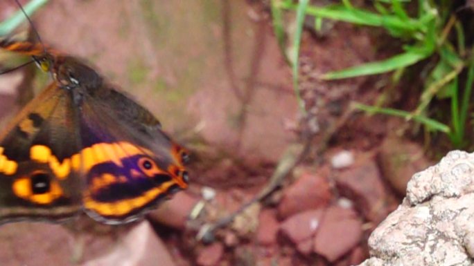 豹纹大蝴蝶在红砂岩上缓慢起飞慢镜头