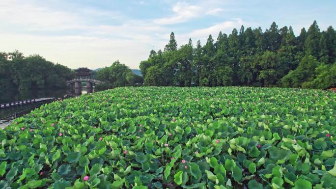 荷花 西湖荷花 曲院风荷跨虹桥