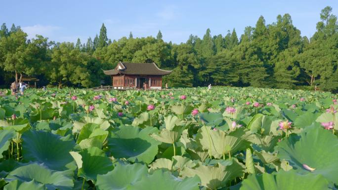 曲院风荷荷花 西湖荷花