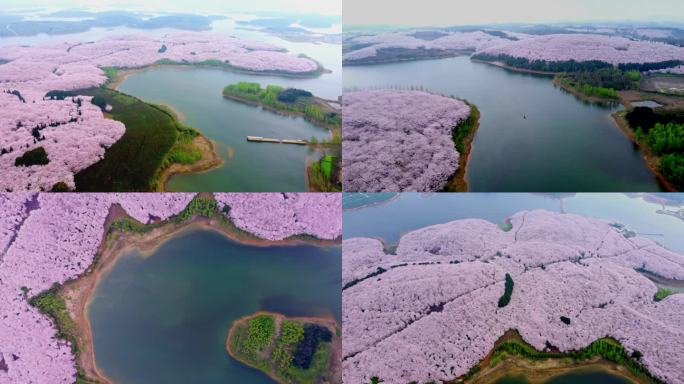 平坝万亩樱花园贵安新区清镇樱花林