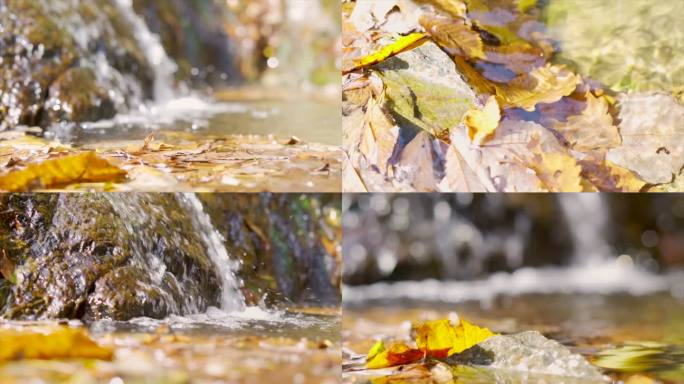 溪水流水银杏黄色落叶小溪流水