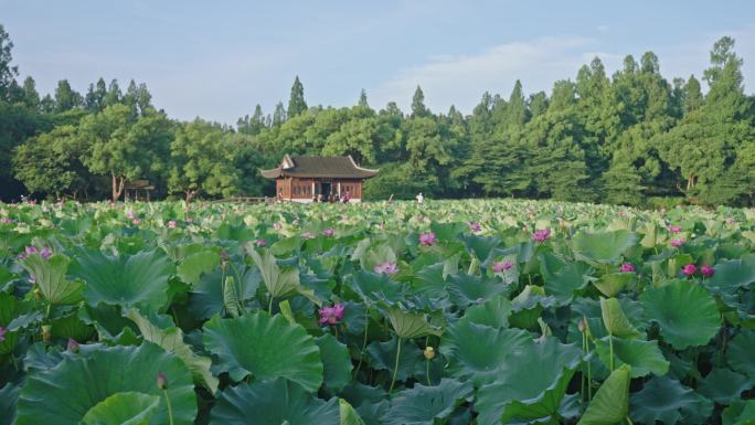 曲院风荷荷花 西湖荷花