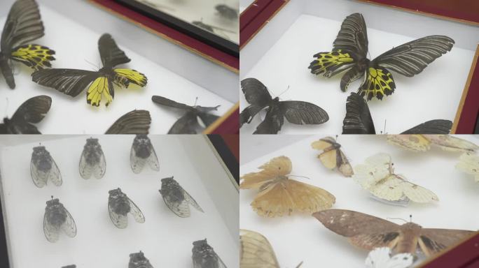 蝴蝶、蝉昆虫标本