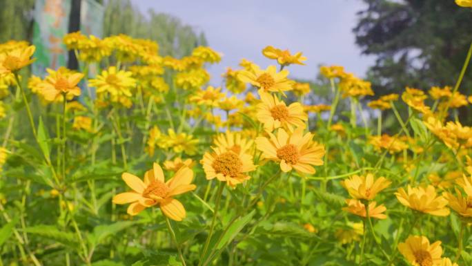 清风小太阳花