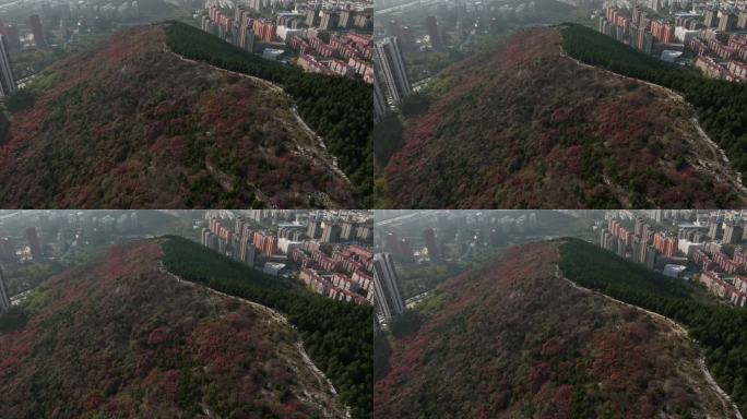 济南市市中区蝎子山红叶