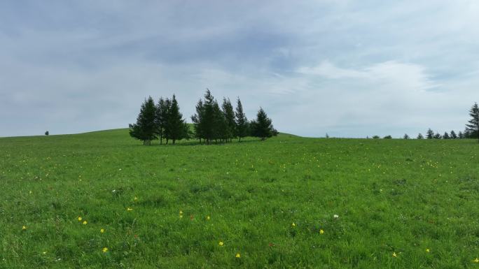 呼伦贝尔山花盛开的草甸