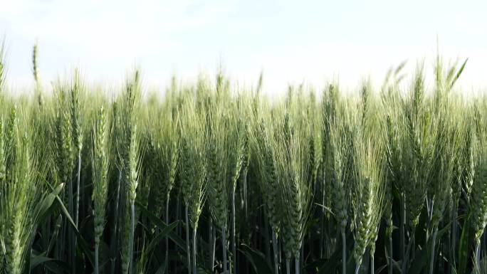 农村农田绿色麦田