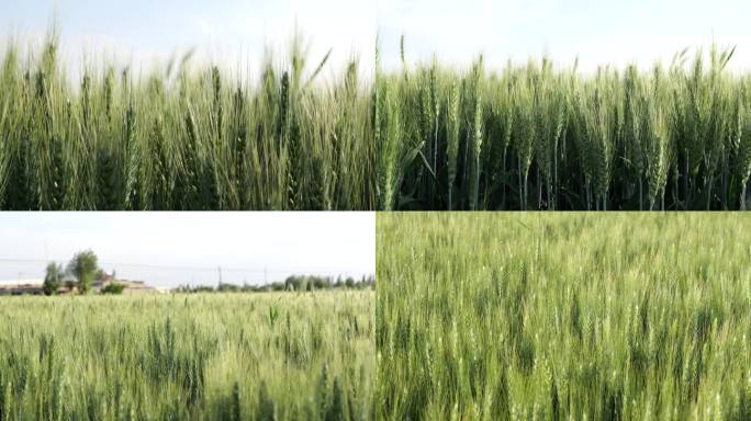 农村农田绿色麦田