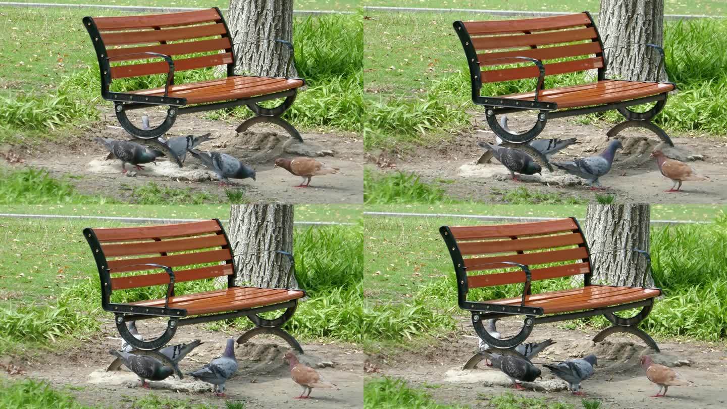 公园长椅下的鸽子