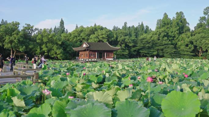 曲院风荷荷花 西湖荷花