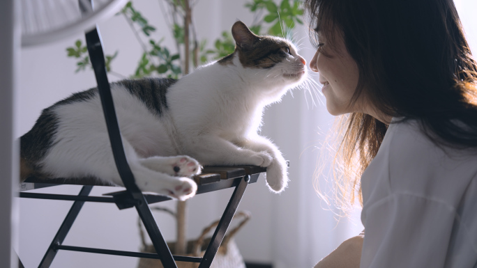 夏天房间里慵懒的小猫咪吹风扇，宠物猫视频