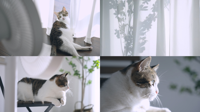 夏天房间里慵懒的小猫咪吹风扇，宠物猫视频