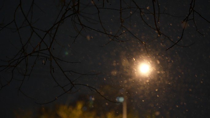 大雪纷飞雪花冬天大雪夜晚下雪飘雪血液冬季