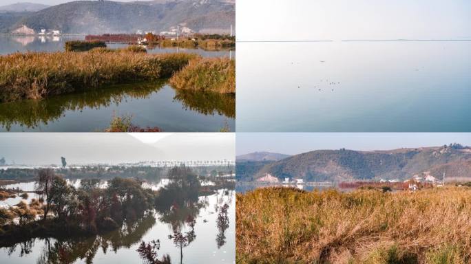湿地公园秋季芦苇白鹭鸟类高原湖泊航拍