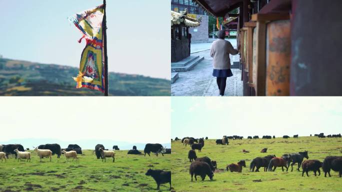 藏区人文 雪山 藏羚羊 牧马 耗牛