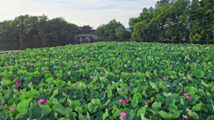 荷花 西湖荷花 曲院风荷跨虹桥