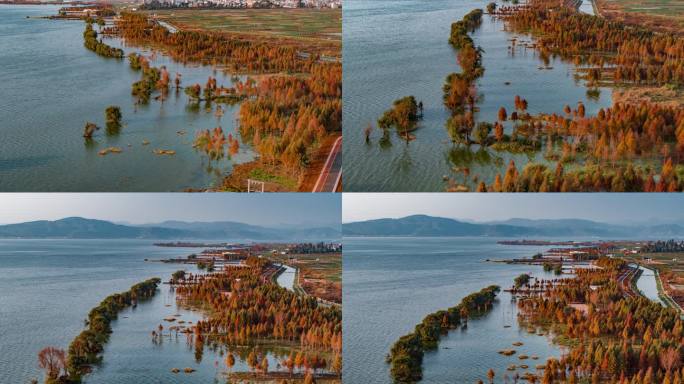 秋季湿地水衫航拍