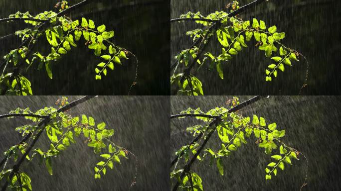 太阳雨