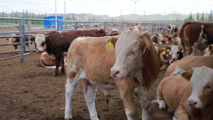 肉牛养殖基地、奶牛养殖场