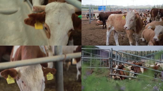 肉牛养殖基地、奶牛养殖场