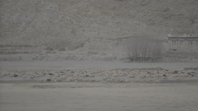 西藏放牧区的羊群