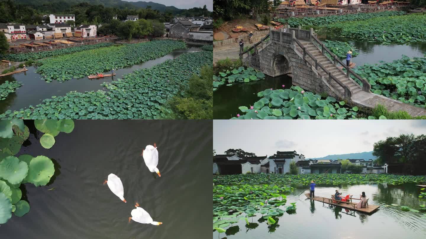 原创旅游 安徽黄山呈坎，荷花盛开