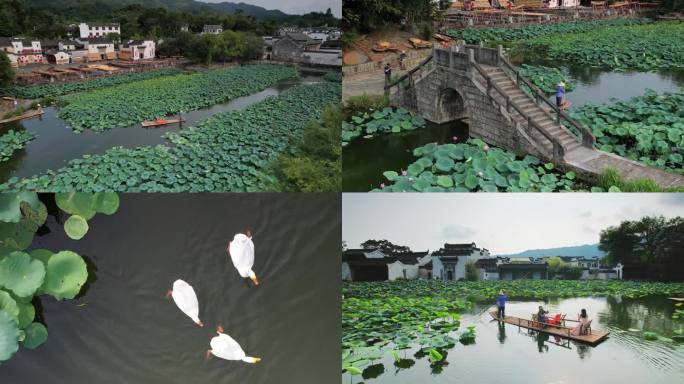 原创旅游 安徽黄山呈坎，荷花盛开