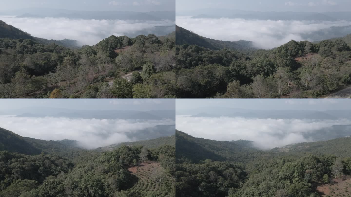 景迈山 云海 村寨 航拍 村子 茶农