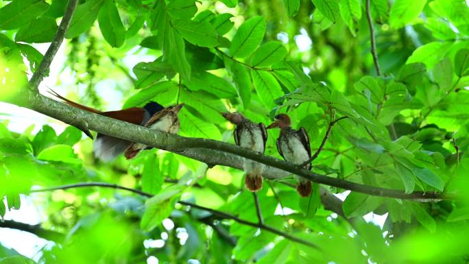 绶带鸟树枝上喂食幼鸟