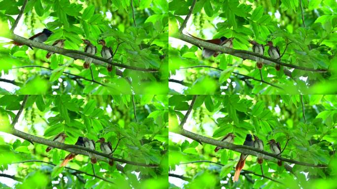 绶带鸟树枝上喂食幼鸟