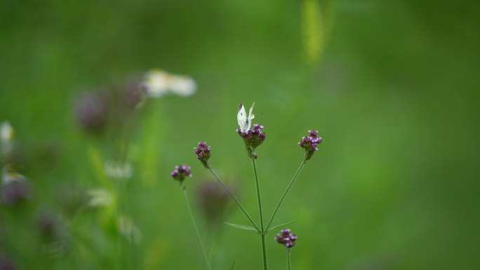 蝶恋花