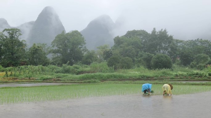 雨天 栽秧 插秧 农忙