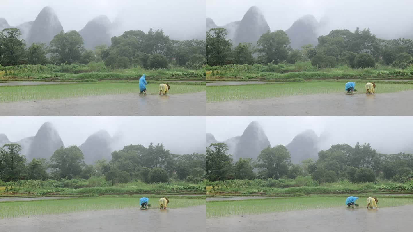 雨天 栽秧 插秧 农忙