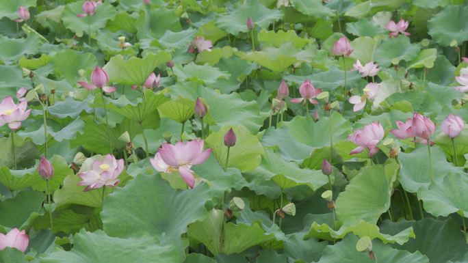 夏日荷花池（索尼pp10 HLG原素材）