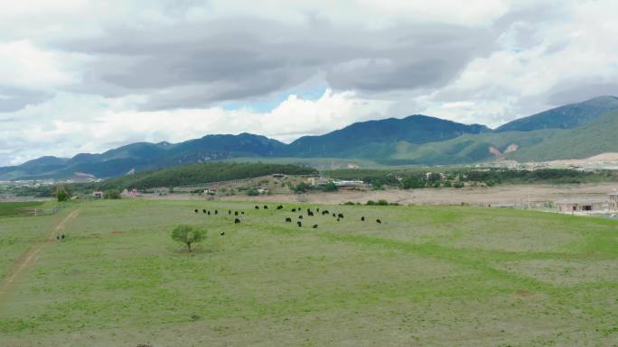 香格里拉 特色村落 耗牛 羊群 放牧