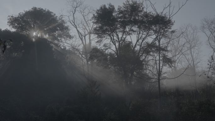 景迈山古茶林森林光线丁达尔效应意境