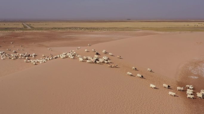 沙漠羊群1