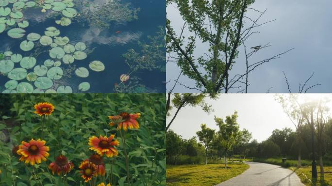 北京通州绿心森林公园 夏季