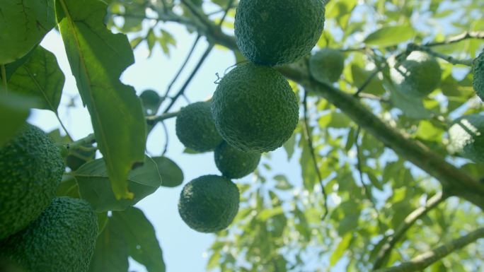 树上的牛油果