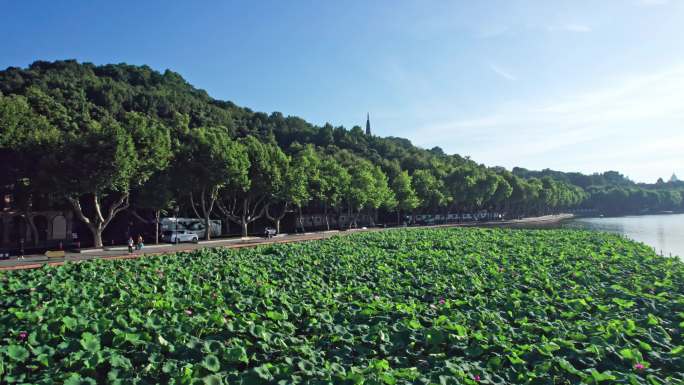 西湖荷花 北山路