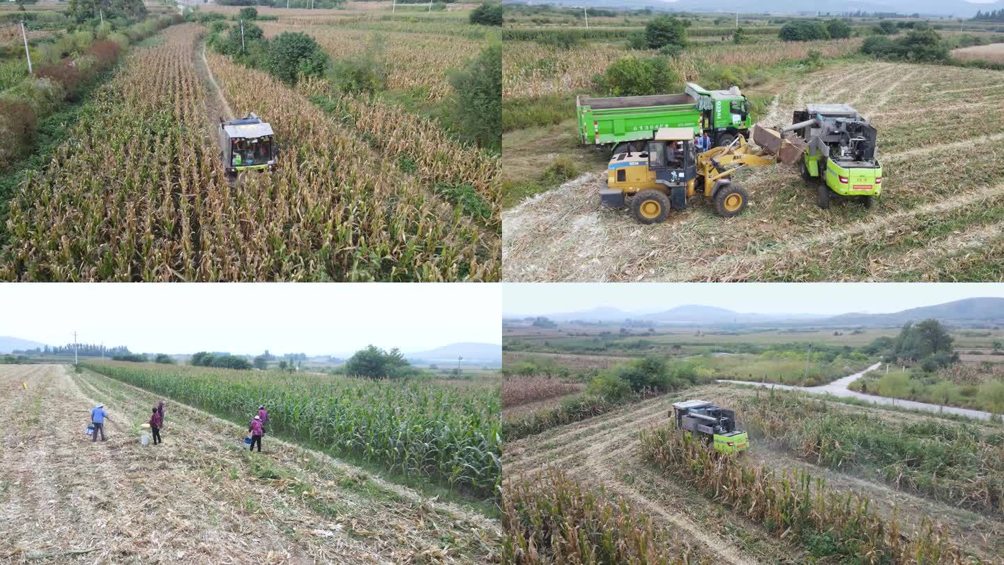 航拍秋收时节机械化收割玉米农村田野素材